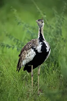 Otidae Prints: Black-bellied bustard (Lissotis melanogaster) standing in grassland