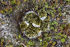 Black-bellied Plover (Pluvialis squatarola) chicks in the nest, seen from overhead