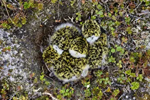 True Plover Prints: Black-bellied Plover (Pluvialis squatarola) chicks in the nest, seen from overhead
