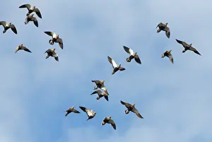 Low Angle View Prints: Black-bellied sandgrouse (Pterocles orientalis) flock flying overhead