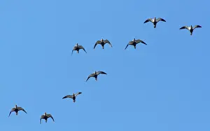 Low Angle View Prints: Black-bellied sandgrouse (Pterocles orientalis) flock flying overhead