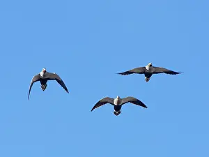 Three Black-bellied sandgrouse (Pterocles orientalis) flying overhead, Jandia Natural Park, Fuerteventura, Canary Islands. November