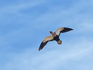 Sub Tropical Prints: Black-bellied sandgrouse (Pterocles orientalis) male flying overhead