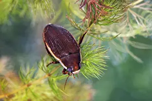 Rhinotia Prints: Black belly diving beetle (Dytiscus semisulcatus) resting on aquatic plant