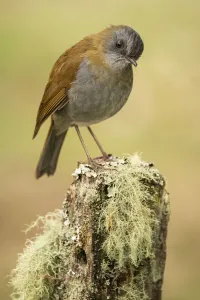 Thrush Prints: Black-billed nightingale-thrush (Catharus gracilirostris)