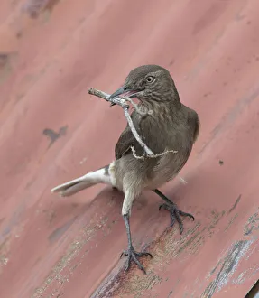 Black-billed shrike-tyrant (Agriornis montanus) with nest material; Antisanilla Reserve