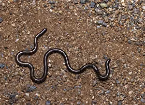 Guatemala Prints: Black blind snake (Epictia goudotii)
