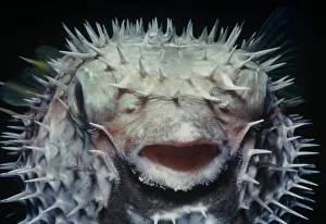 Spiky Prints: Black blotched pufferfish (Diodon liturosus) inflated with water at night as defensive behaviour