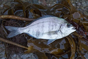 Marine Life of the Channel Islands by Sue Daly Gallery: Black Bream (Spondyliosoma cantharus) washed up on shore, Sark, British Channel Islands, August