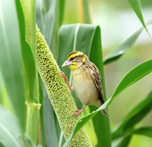Cultivated Prints: Black breasted weaver (Ploceus benghalensis) male