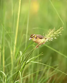 Ploceidae Prints: Black breasted weaver (Ploceus benghalensis) male, perched among grasses, Rajasthan, India