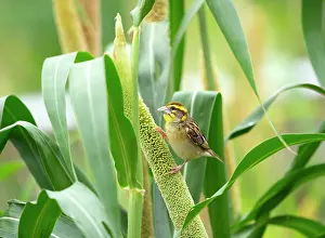 Cultivated Prints: Black breasted weaver (Ploceus benghalensis) male perched on Pearl millet (Pennisetum glaucum)