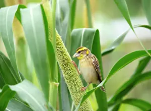 Cultivated Prints: Black breasted weaver (Ploceus benghalensis) male perched on Pearl millet (Pennisetum glaucum)