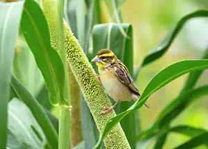 Cultivated Prints: Black breasted weaver (Ploceus benghalensis) male perched on Pearl millet (Pennisetum glaucum)