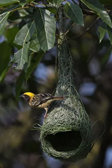 Homes Prints: Black-breasted weaver (Ploceus benghalensis) perched on its nest in Tongbiguan Nature Reserve