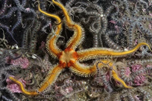 Images Dated 7th October 2011: Black brittlestar (Ophiocomina nigra), yellow colour variety, with Common brittlestars