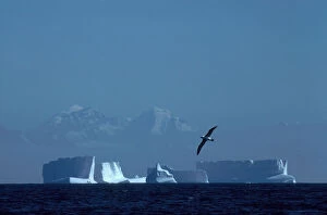 Black browed albatross flying over iceberg {Thalassarche melanophrys} South Georgia