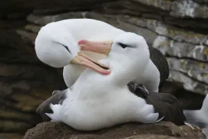 Black-browed albatross pair (Thalassarche melanophris) mutual grooming during copulation
