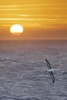 Albatross Gallery: Black-browed albatross (Thalassarche melanophris) in flight over sea at sunrise