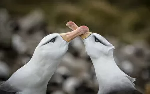 June 2021 Highlights Gallery: Two Black-browed albatross (Thalassarche melanophris) rub their bills together - part of