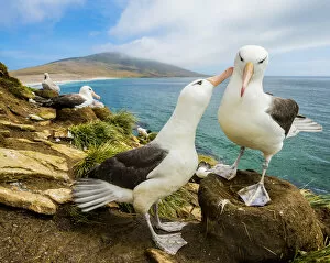 Albatross Gallery: Black-browed albatross (Thalassarche melanophris) pair in courtship. Falkland Islands