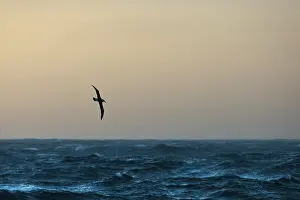 Black-browed albatross (Thalassarche melanophris) in flight over the ocean at dusk, Gold Harbour, South Georgia, Atlantic Ocean