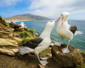 Diomedea Melanophris Prints: Black-browed albatross (Thalassarche melanophris) pair in courtship. Falkland Islands