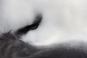 Black-browed Albatross (Thalassarche melanophris) resting close up of eye. West Point Island