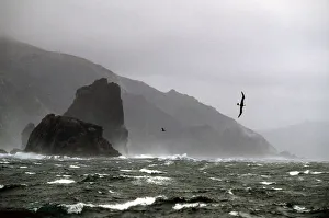 2010 Highlights Collection: Black browed albatross (Thalassarche melanophrys) flying in 60 knot wind at Cape Horn