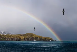 Black-browed Albatross (Thalassarche melanophrys) flying off the Bay of Isles