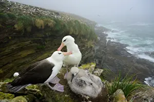 Tubinare Prints: Black-browed albatrosses (Thalassarche melanophrys) pair