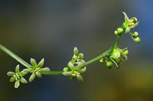 Lilianae Prints: Black bryony (Tamus communis) flowers in bloom