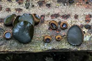 Leotiomycetes Prints: Black bulgar (Bulgaria inquinans) fungi growing on bark of felled tree showing different growth stages in autumn forest