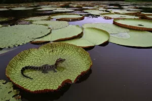 Alligators Gallery: Black caiman {Caiman niger} juvenile on Royal water lily pad (Victoria amazonica) Iwokrama Reserve