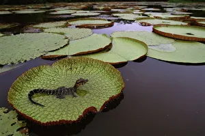 Crocodilians Prints: Black caiman {Caiman niger} juvenile on Royal water lily pad (Victoria amazonica) Iwokrama Reserve