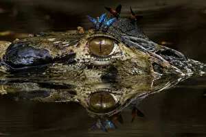 Images Dated 3rd August 2017: Black caiman (Melanosuchus niger) at water surface with horse flies on its head