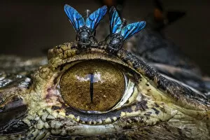 Black caiman (Melanosuchus niger) at water surface with horse flies above its eye