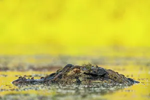 Submerging Prints: Black caiman (Melanosuchus niger) head half submerged in river