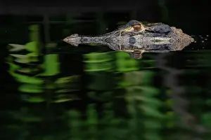 Submerging Prints: Black caiman (Melanosuchus niger) in river, Yasuni National Park, Orellana, Ecuador