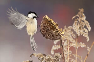 Seeds Gallery: Black-capped Chickadee (Poecile atricapilla) landing to feed from sunflower seedhead in winter