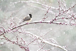 Bad Weather Gallery: Black-capped chickadee (Poecile atricapilla) perched in snow-covered Eastern redbud