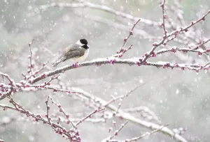 Paridae Prints: Black-capped chickadee (Poecile atricapilla) perched in snow-covered Eastern redbud (Cercis canadensis)