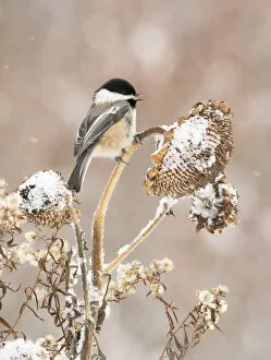 Black-capped chickadee (Poecile atricapillus) perched on snow-covered
