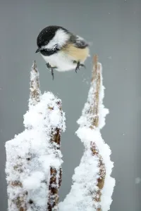 Christmas Prints: Black-capped chickadee (Poecile atricapillus) hopping between snow-covered perches