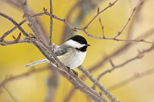 Fagales Prints: Black-capped chickadee (Poecile atricapillus) perched in Paper birch (Betula papyrifera) tree
