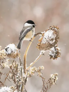 Paridae Prints: Black-capped chickadee (Poecile atricapillus) perched on snow-covered