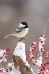 Black-capped Chickadee (Poecile atricapillus) perched on snow-covered stump amid winterberry