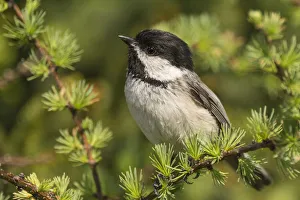 Nick Hawkins Prints: Black capped chickadee (Poecile atricapillus) portrait, Anchorage Provincial Park