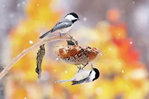 Paridae Prints: Black-capped chickadees (Poecile atricapilla) feeding from sunflower seedhead in snow