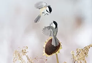 Images Dated 15th February 2010: Two Black-capped chickadees (Poecile atricapillus) in mid-air fight by a sunflower